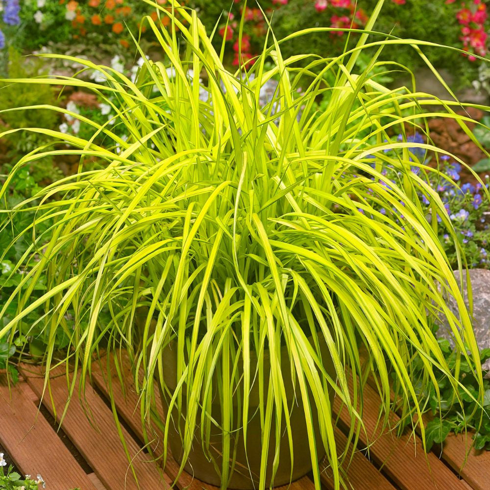 Carex aurea