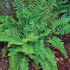 Fern, Polystichum Christmas Fern