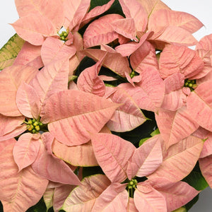 Poinsettia, Christmas Beauty Cinnamon