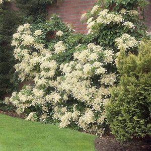 Hydrangea, Climbing