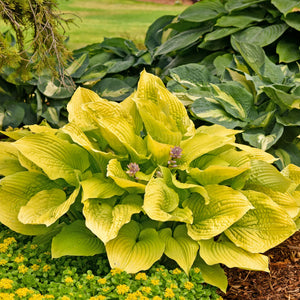 Hosta, Coast to Coast