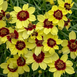 Coreopsis, Sizzle and Spice Series