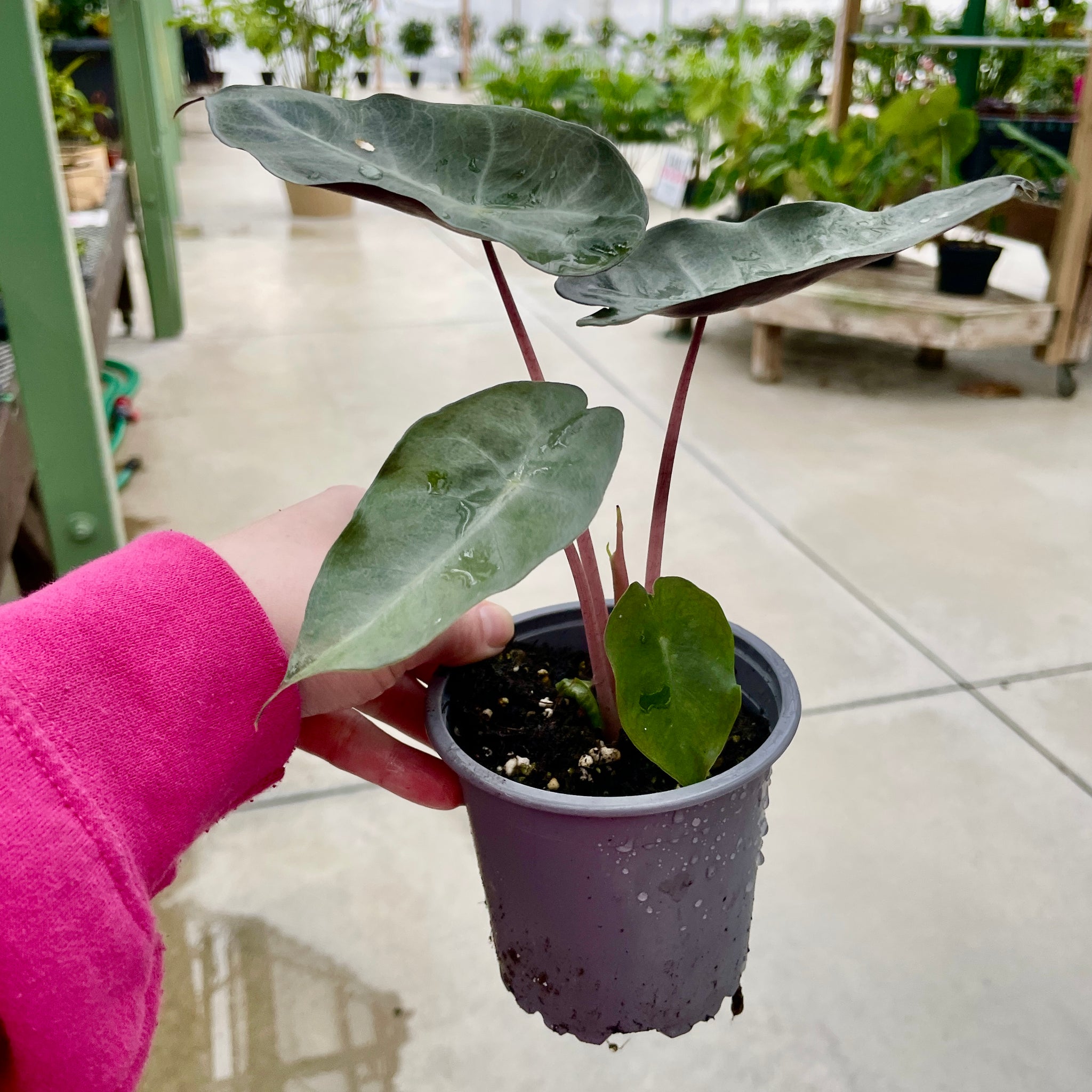 Alocasia, Pink Princess