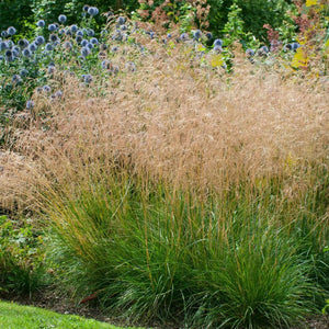 Deschampsia cespitosa