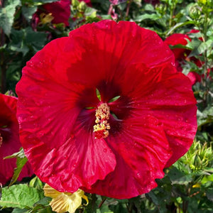 Hibiscus, Summerific