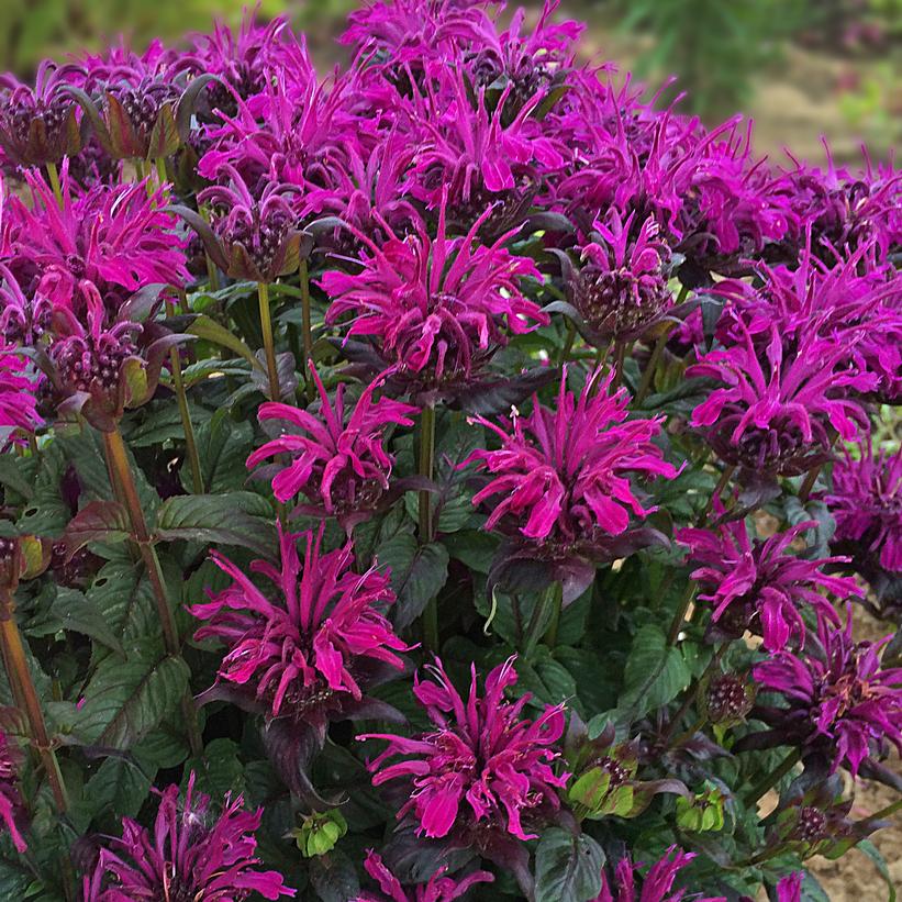Monarda, Sugar Buzz Rockin Raspberry