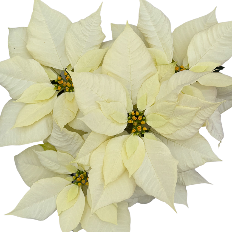Poinsettia, Rinehart Pure White