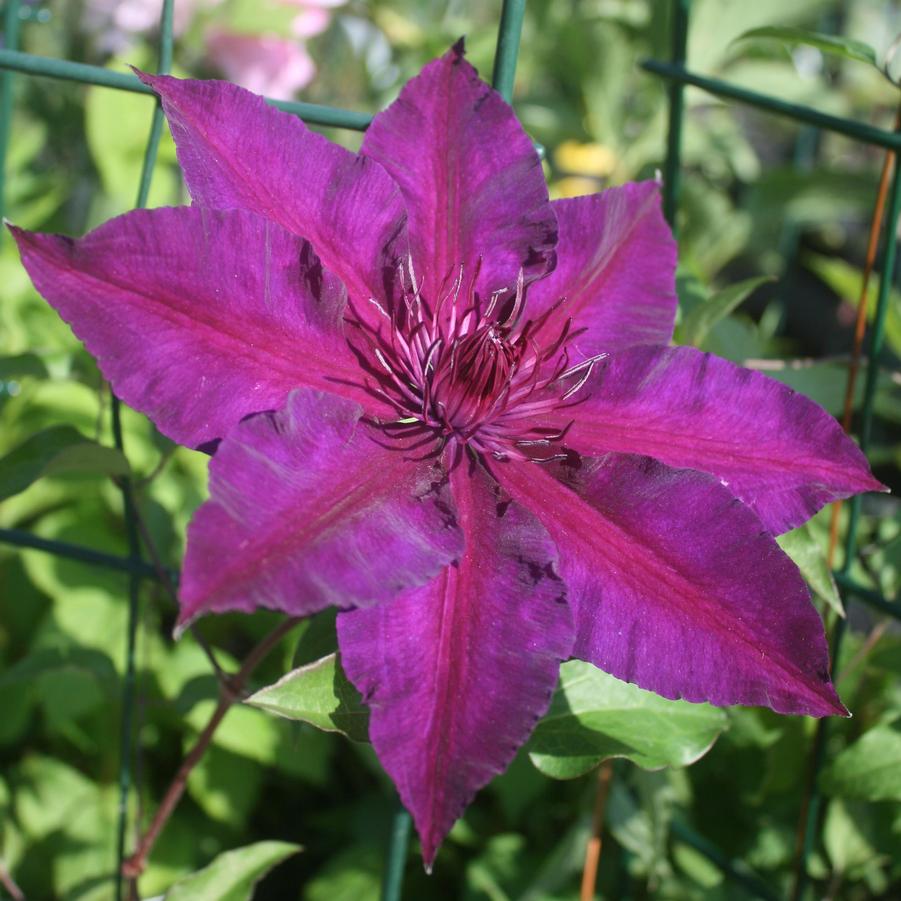 Clematis, Fleuri