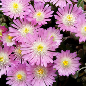 Delosperma, Jewel of the Desert