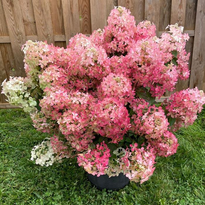 Hydrangea, Hot Sauce