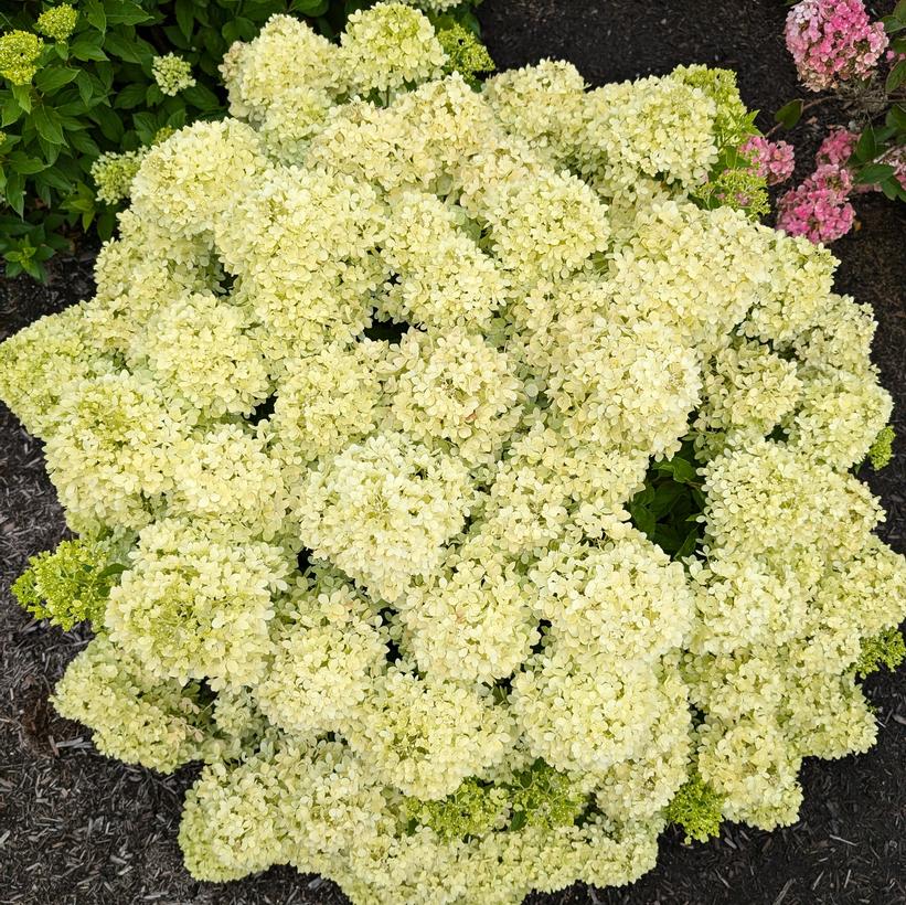Hydrangea, Bubblebath