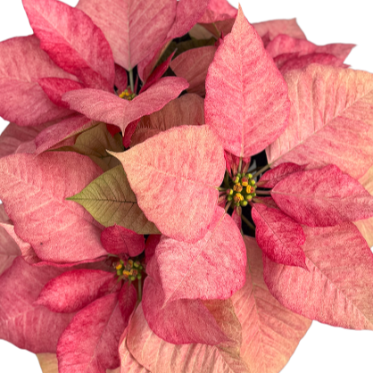 Poinsettia, Aurora Queen