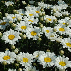 Leucanthemum, Daisy May