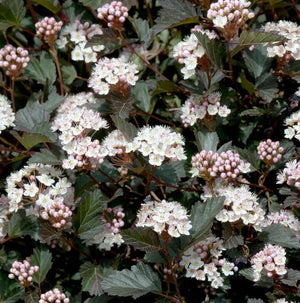 Ninebark, Summerwine Black