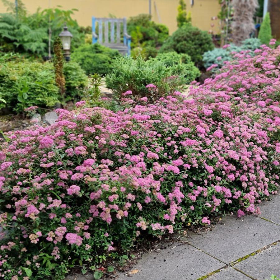 Spiraea, Pop Rocks Petite