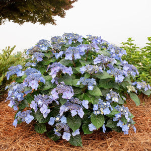 Hydrangea, Pop Star