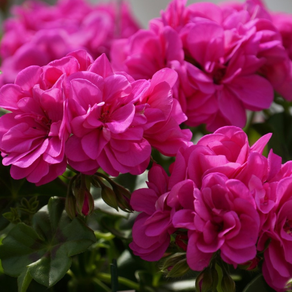 Geranium, Ivy Hanging Basket
