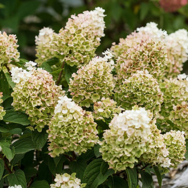 Hydrangea, Little Hottie