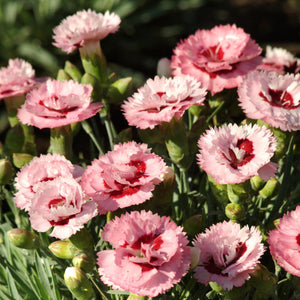 Dianthus, Scent First Series