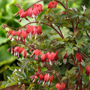 Dicentra