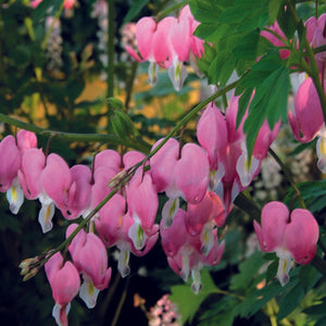 Dicentra