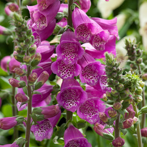 Digitalis, Dalmatian Series