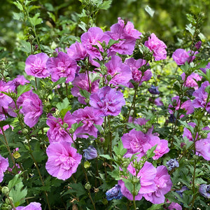 Rose of Sharon, Dark Lavender Chiffon