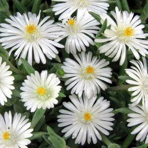 Delosperma, Jewel of the Desert