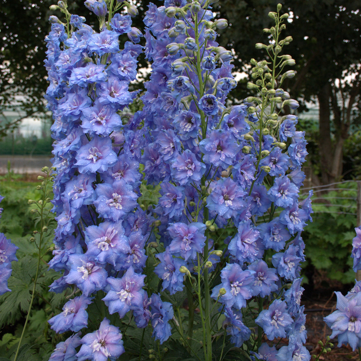 Delphinium, Blue Lace
