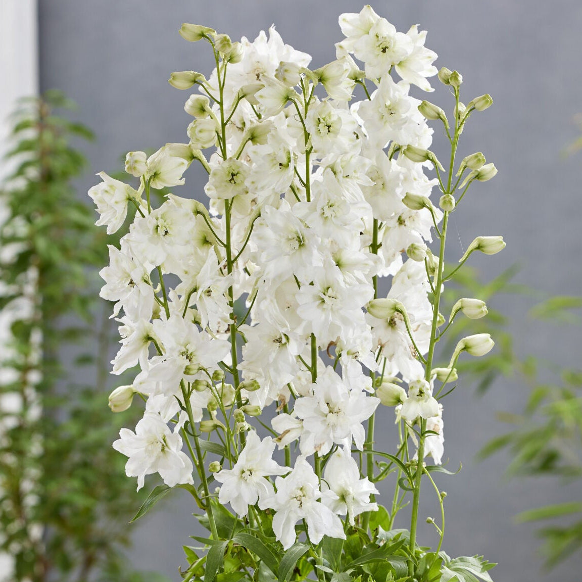 Delphinium, Pixie Rocket Moon Rocket