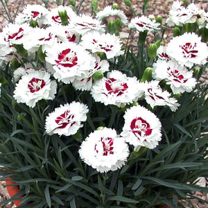 Dianthus, Scent First Series