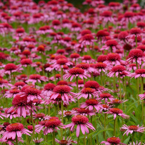 Echinacea