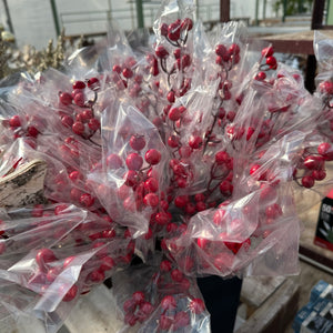 Wintergreen Sticks
