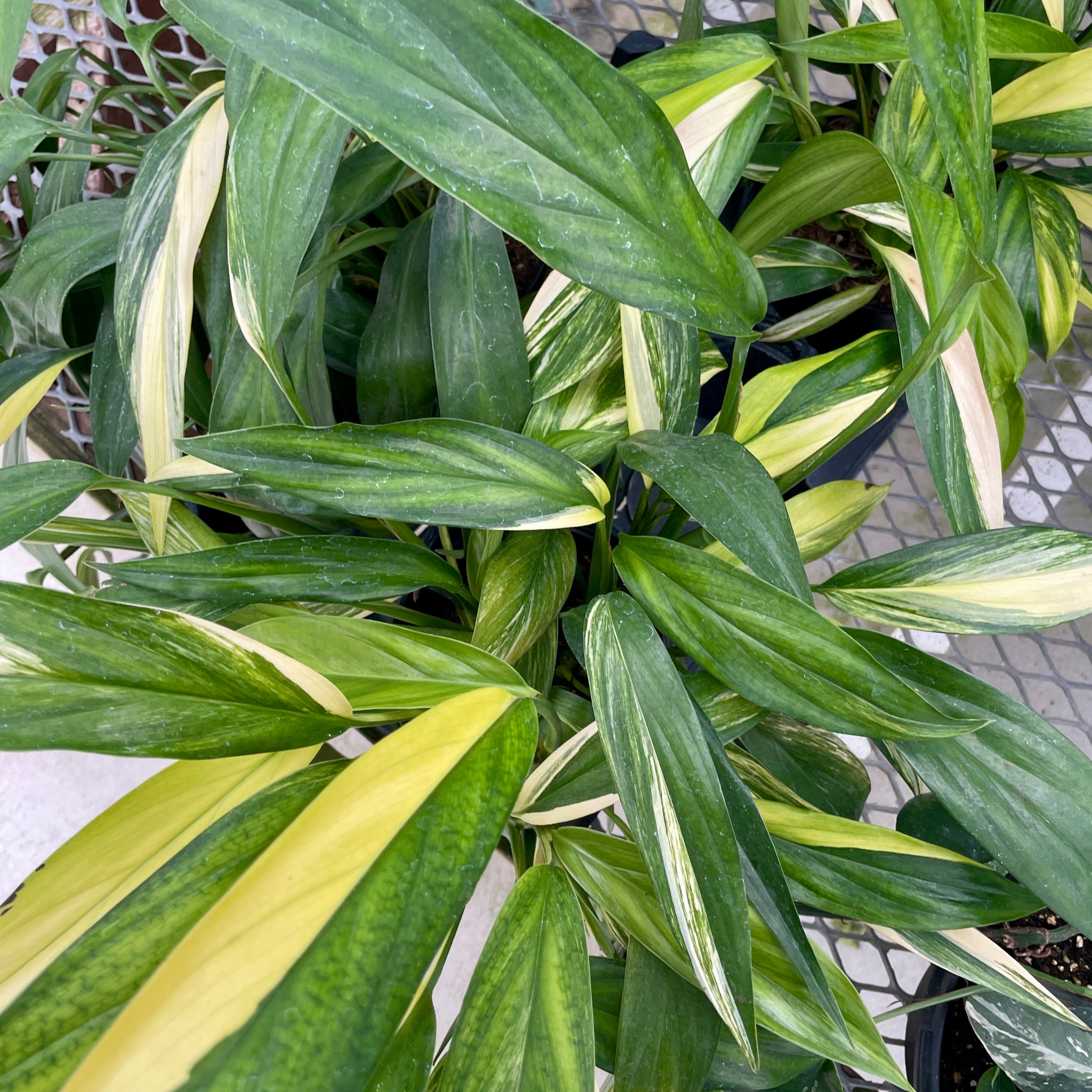 Epipremnum amplissimum Variegated