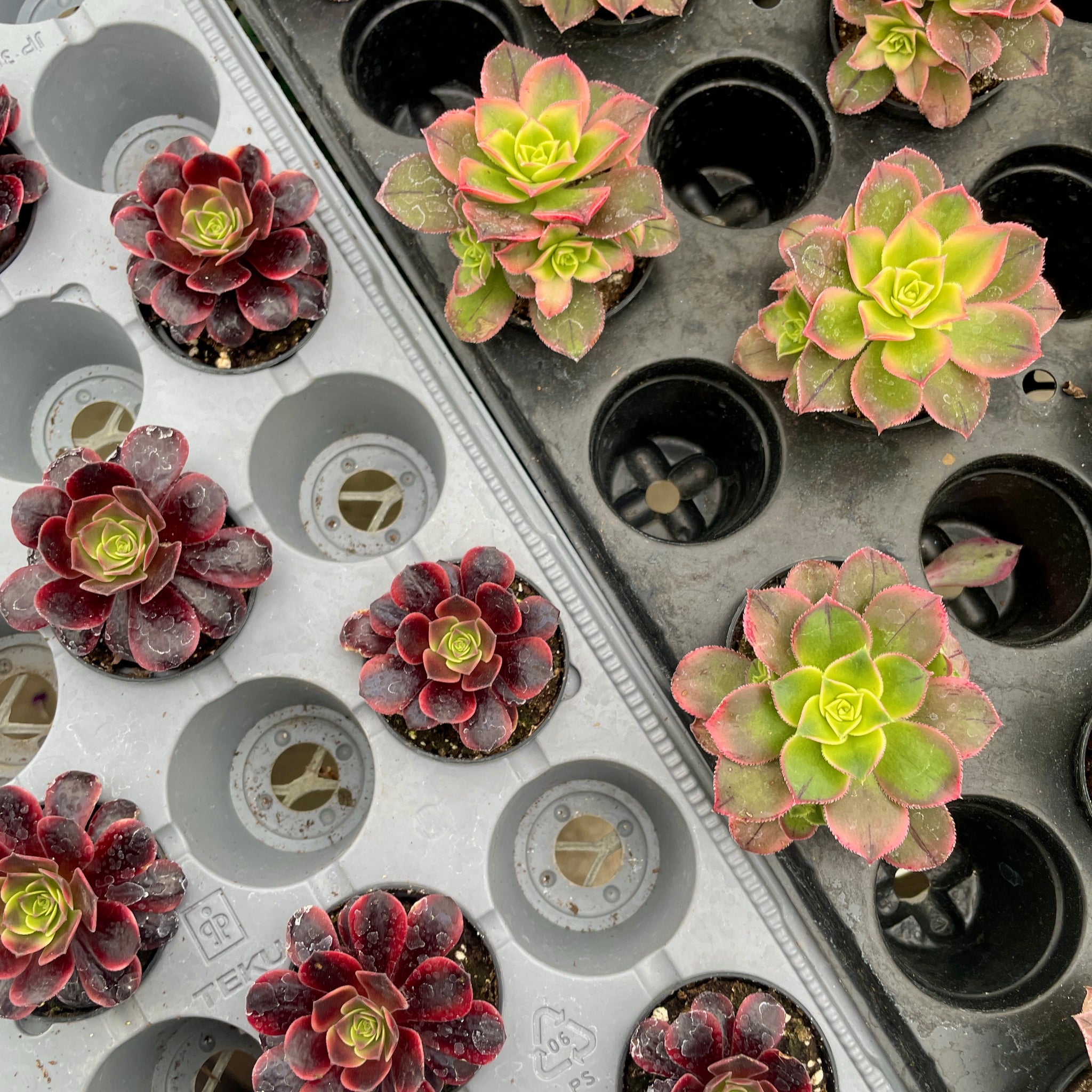 Aeonium Succulents