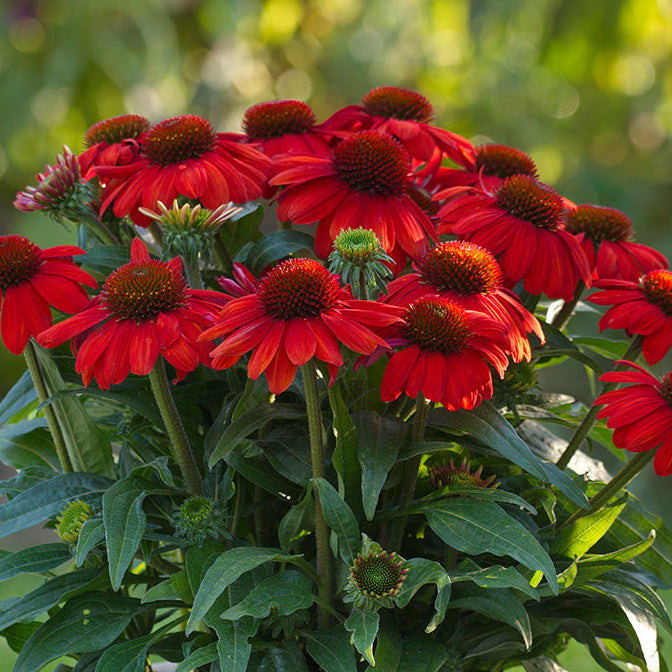 Echinacea, Sun Magic