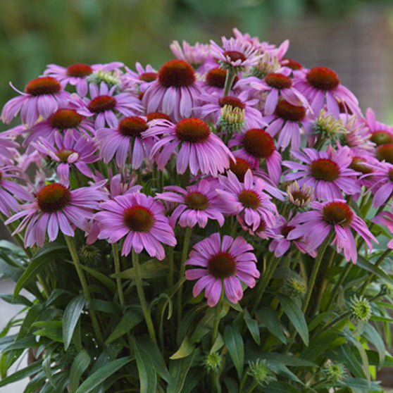 Echinacea, Sun Magic