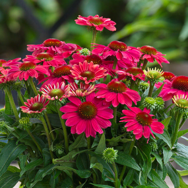 Echinacea, Sun Magic