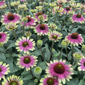 Echinacea