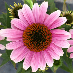 Echinacea