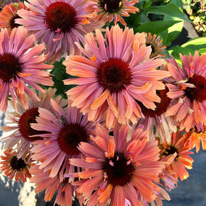 Echinacea