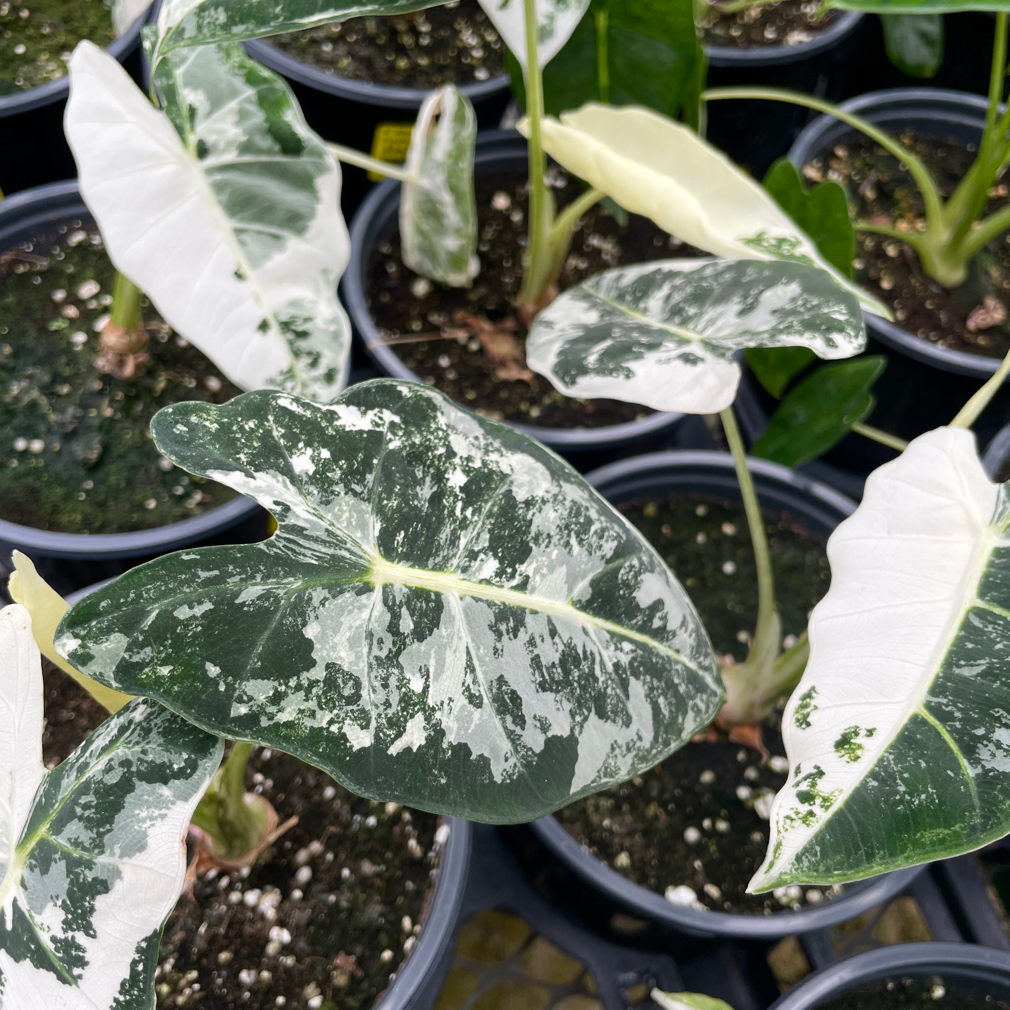 Alocasia, Frydek Variegated
