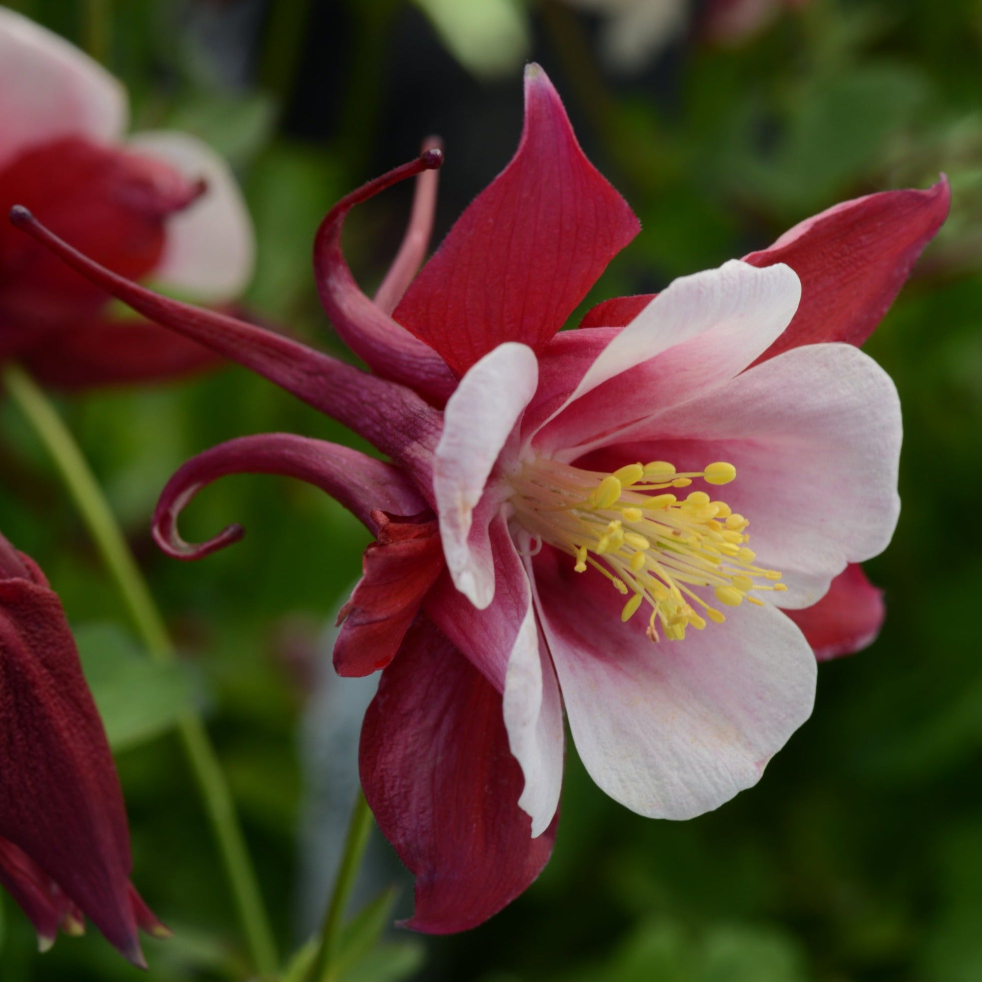 Aquilegia, Columbine