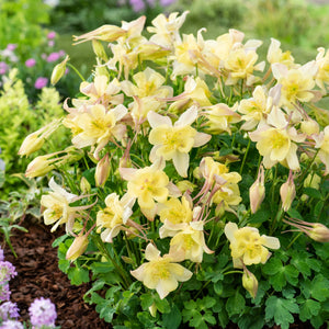 Aquilegia, Columbine