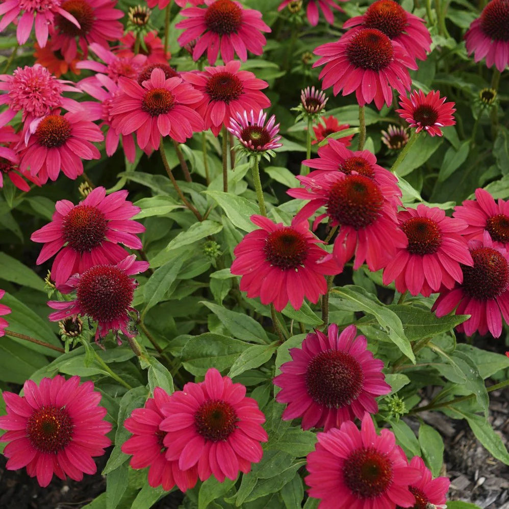 Echinacea, Sombrero Baja Burgundy