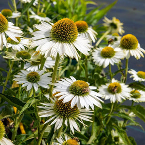 Echinacea, Prairie Splendor Compact White