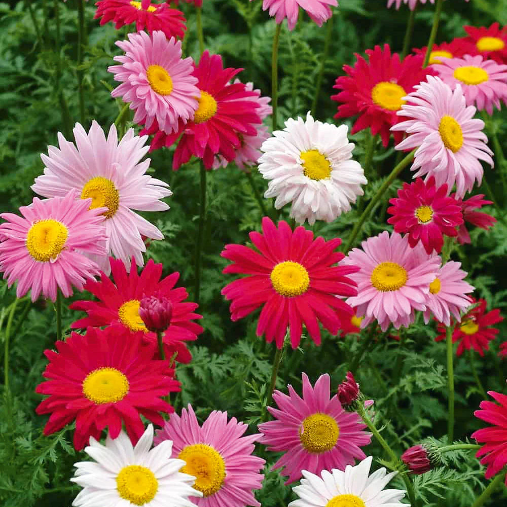 Tanacetum, Giant Robinson Mix