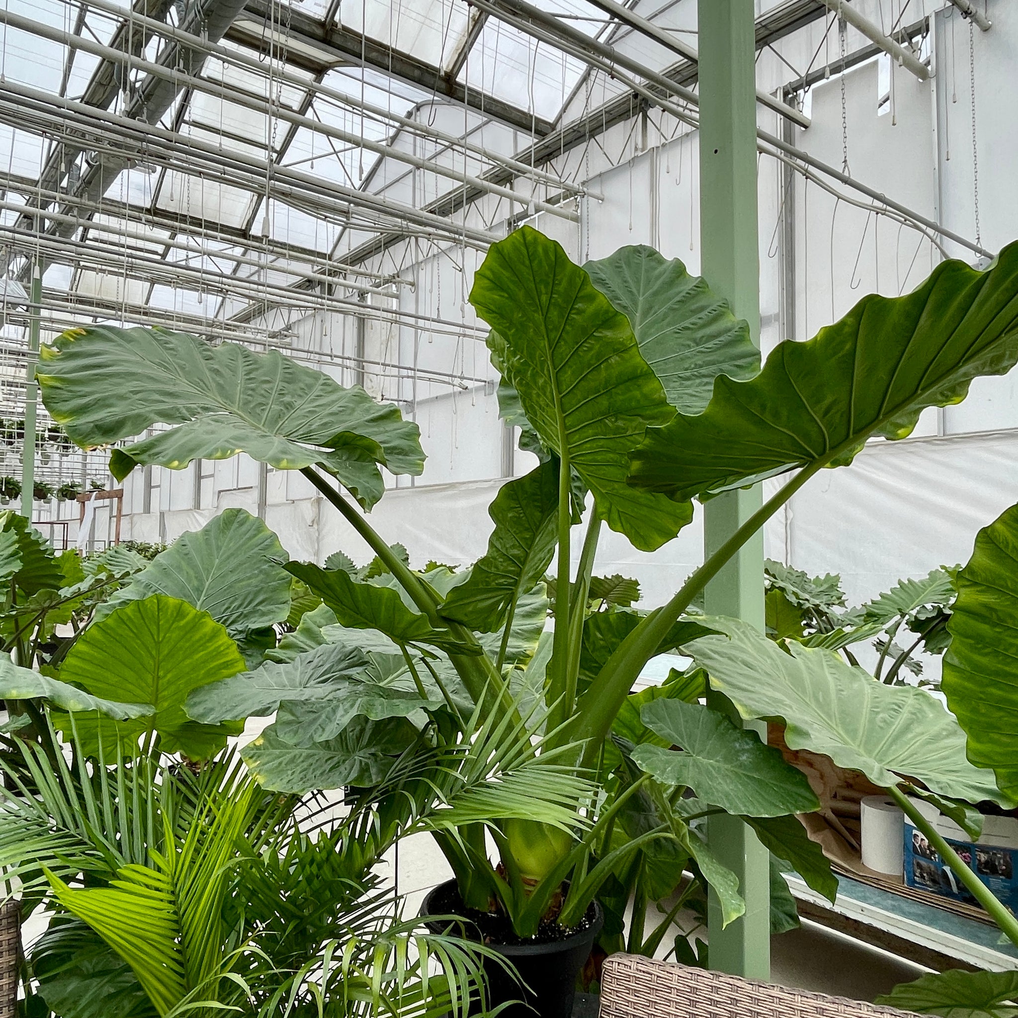 Alocasia Calidora