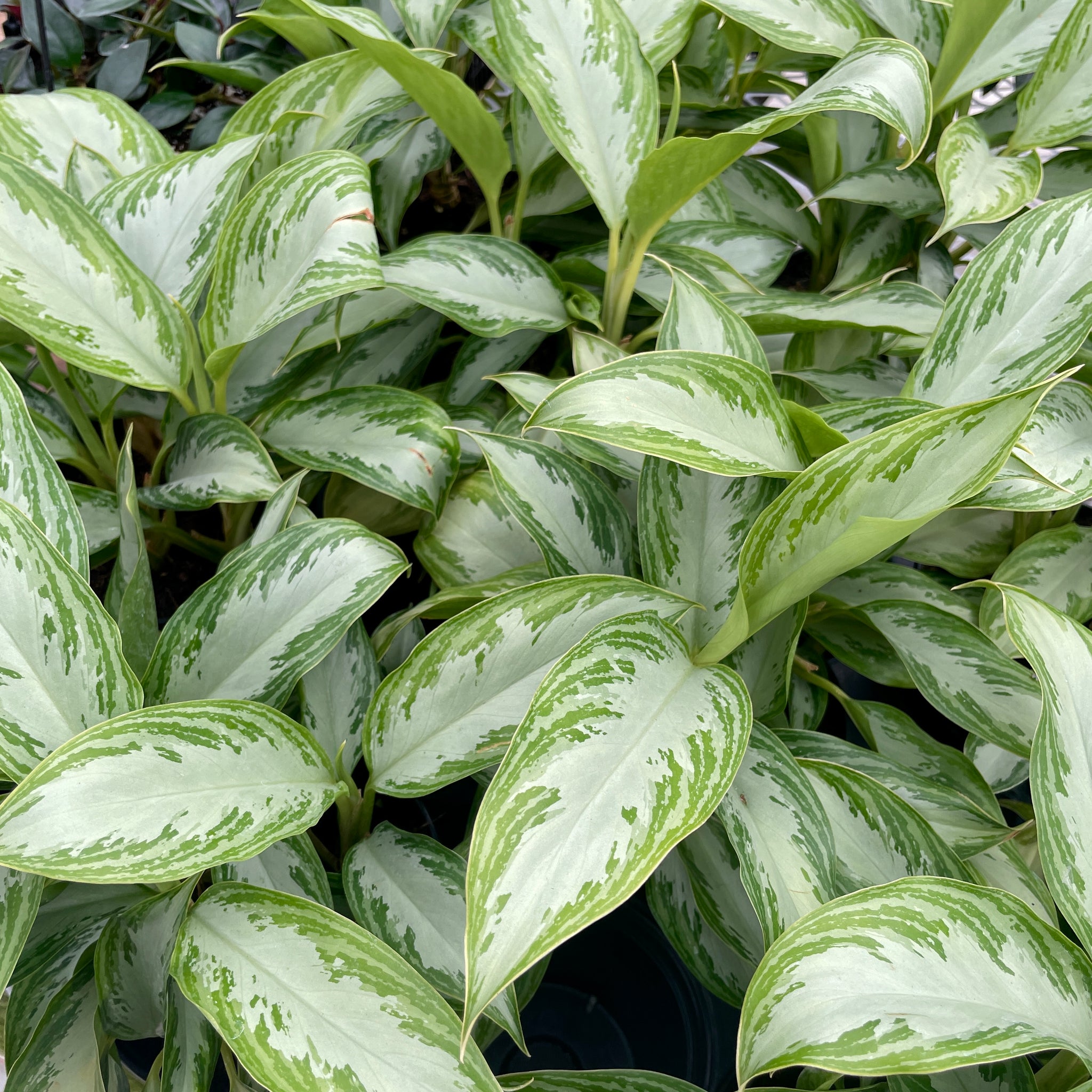 Aglaonema, Leprechaun
