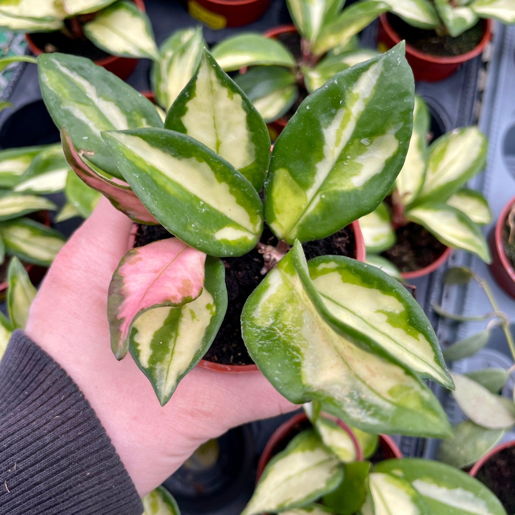 Hoya Carnosa Tricolour
